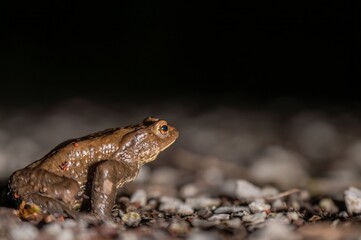 One common toad in the forest outdoors at night. Bufo bufo in Switzerland.