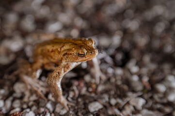 One common toad in the forest outdoors at night. Bufo bufo in Switzerland.