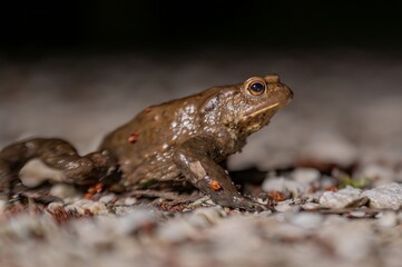 One common toad in the forest outdoors at night. Bufo bufo in Switzerland.