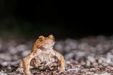One common toad in the forest outdoors at night. Bufo bufo in Switzerland.