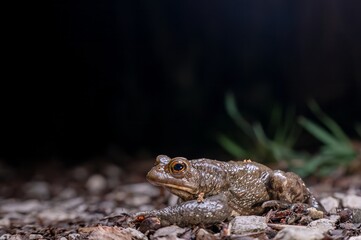 One common toad in the forest outdoors at night. Bufo bufo in Switzerland.