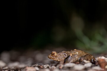 One common toad in the forest outdoors at night. Bufo bufo in Switzerland.