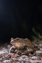 One common toad in the forest outdoors at night. Bufo bufo in Switzerland.