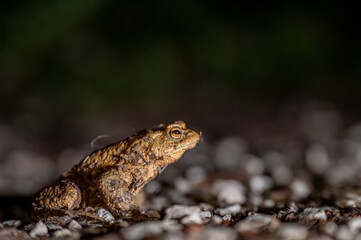 One common toad in the forest outdoors at night. Bufo bufo in Switzerland.