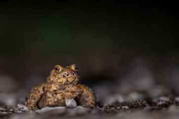 One common toad in the forest outdoors at night. Bufo bufo in Switzerland.