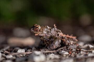 One common toad in the forest outdoors at night. Bufo bufo in Switzerland.