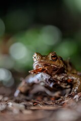 One common toad in the forest outdoors at night. Bufo bufo in Switzerland.