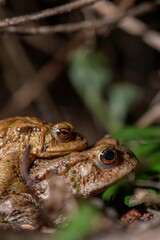 Two common toads in the forest outdoors at night. Bufo bufo in Switzerland.