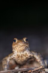 One common toad in the forest outdoors at night. Bufo bufo in Switzerland.