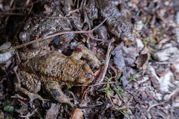 Three common toads in the forest outdoors at night. Bufo bufo in Switzerland.