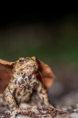 One common toad in the forest outdoors at night. Bufo bufo in Switzerland.