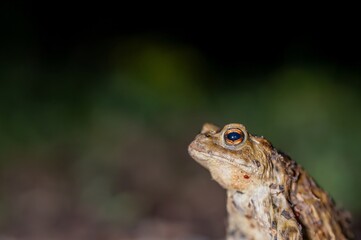 One common toad in the forest outdoors at night. Bufo bufo in Switzerland.