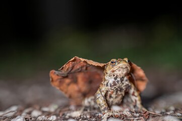 One common toad in the forest outdoors at night. Bufo bufo in Switzerland.