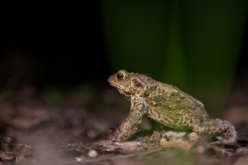One common toad in the forest outdoors at night. Bufo bufo in Switzerland.