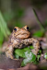 One common toad in the forest outdoors at night. Bufo bufo in Switzerland.