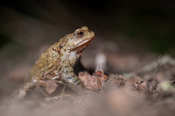 One common toad in the forest outdoors at night. Bufo bufo in Switzerland.