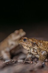 Two common toads in the forest outdoors at night. Bufo bufo in Switzerland.