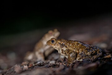 Two common toads in the forest outdoors at night. Bufo bufo in Switzerland.