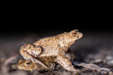 Fototapeta premium Two common toads in the forest outdoors at night. Bufo bufo in Switzerland.