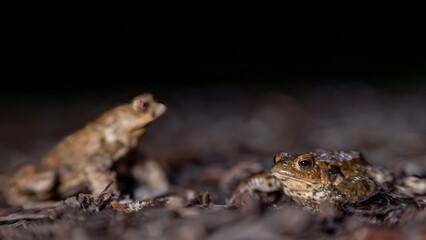 Two common toads in the forest outdoors at night. Bufo bufo in Switzerland.