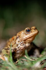 One common toad in the forest outdoors at night. Bufo bufo in Switzerland.