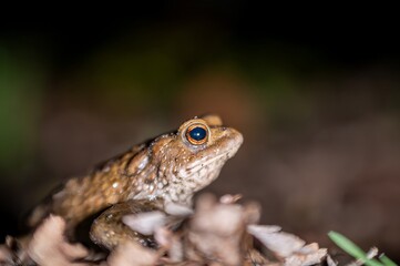 One common toad in the forest outdoors at night. Bufo bufo in Switzerland.
