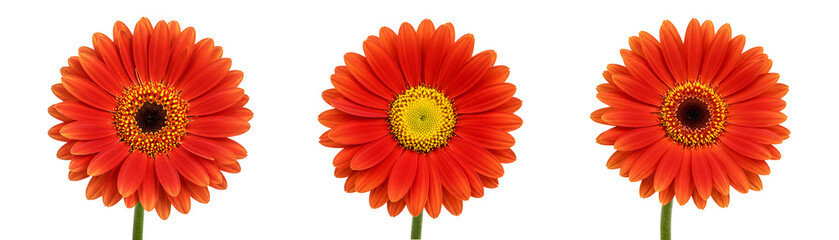 Red Gerbera Daisy Set On Transparent Background

