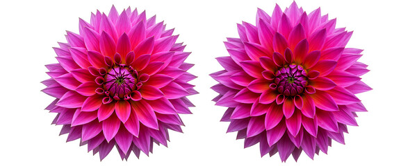 Pink Dahlia Flower Duo On Transparent Background

