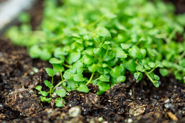 Corsican mint or Mentha requienii or Mini Mint with tiny leaves spread across moist soil. Hobby garden, plant care, soil moisture, springtime concept