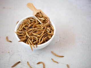 edible mealworms in a wooden spoon and an insect in a bowl on a gray granite table. Tenebrio molitor larvae as protein