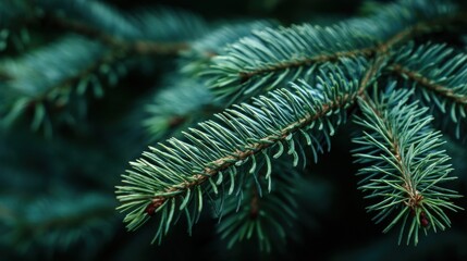 Close up view of dark green fir needles creating a natural textured backdrop.