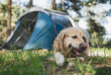 Adorable Golden Retriever Dog Lying By Touristic Camp Tent