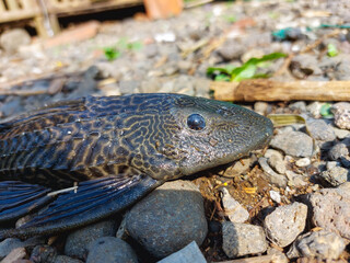 Pleco fish in freshwater tank with algae-covered surface