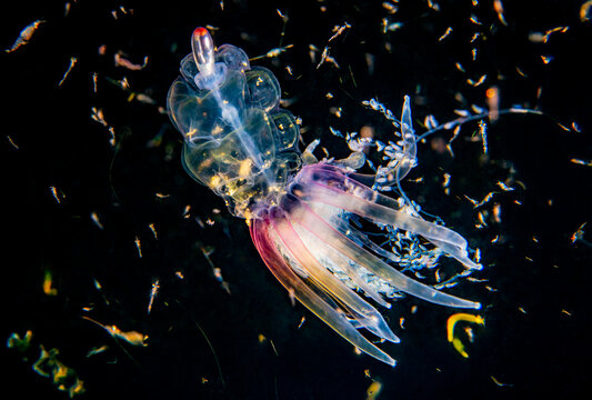 Hula Skirt Siphonophore (Physophora hydrostatica) suspended mid-water surrounded by krill and other zooplankton