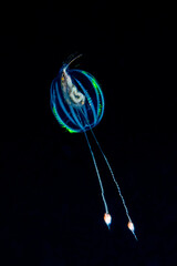Lobate ctenophore (commonly known as a comb jelly) delicately suspending a small crustacean within...