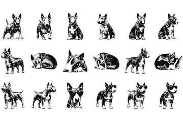 Fototapeta premium Miniature Bull Terrier SVG Bundle