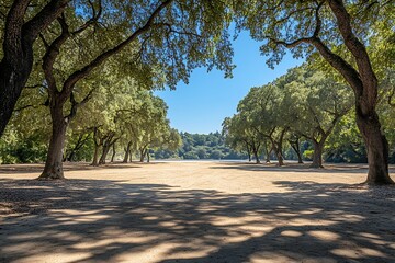 Sunny Park Path Lined Trees