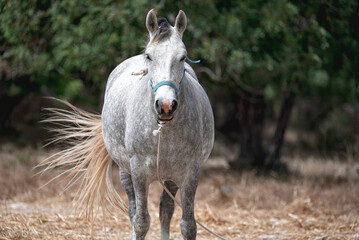 White horse walking in paddock on farm