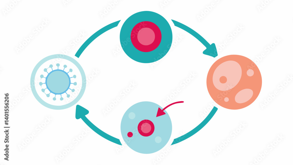 Poster collagen production cycle a circular flow diagram showing the lifecycle of collagen production trigg