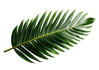 Beautiful and photorealistic palm leaf on transparent background. Close-up view. Part of plant. Cut out graphic design element as PNG. Generative AI.