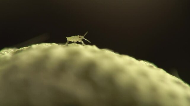 Afidi  pidocchi delle piante,  gorgoglioni (Aphidoidea)