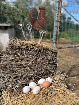 bird nest with eggs