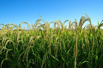 Japanese Rice Fields Pre-Harvest: A peaceful view of Japanese rice fields just before harvest, set under a clear blue sky with ripe rice ears swaying in the wind, perfect for agricultural or travel-th