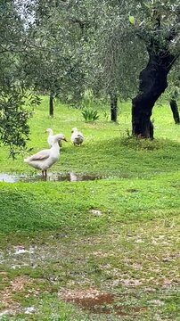 swans on the lake
