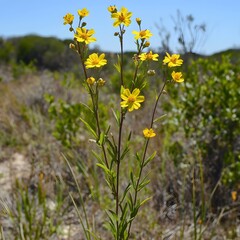 Obraz premium Vibrant Yellow Wildflowers Blooming in Sunny Meadow