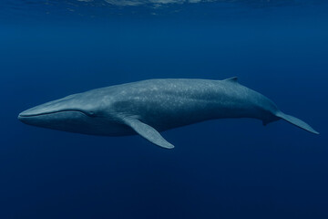 Fototapeta premium A photo of a blue whale swimming majestically beneath the ocean surface. Its massive body and smooth skin with gray-blue hues are highlighted by the rays of sunlight penetrating the clear water