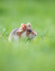 european field hamster