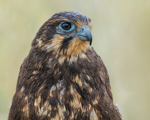 Brown Falcon