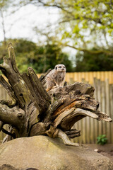 A sentinel meerkat stands guard on a tree trunk. It looks carefully in all directions and to the...