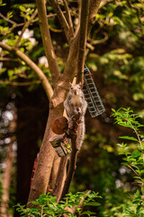 A squirrel sitting on a coconut, descending in a hurry